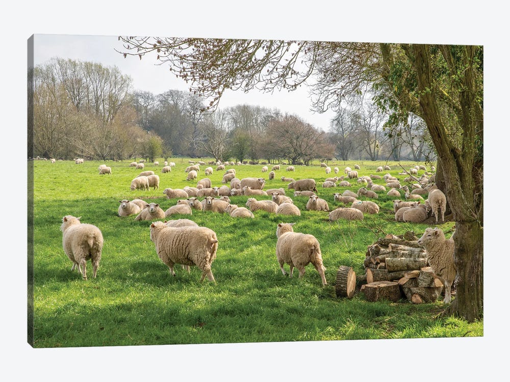Salisbury Sheep by David Gardiner 1-piece Canvas Art Print
