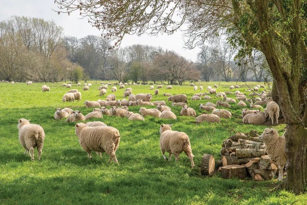 David Gardiner: Salisbury Sheep by David Gardiner
