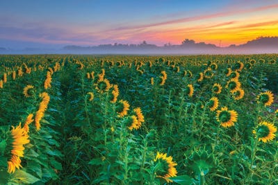 Searching the Sun by David Gardiner framed canvas print
