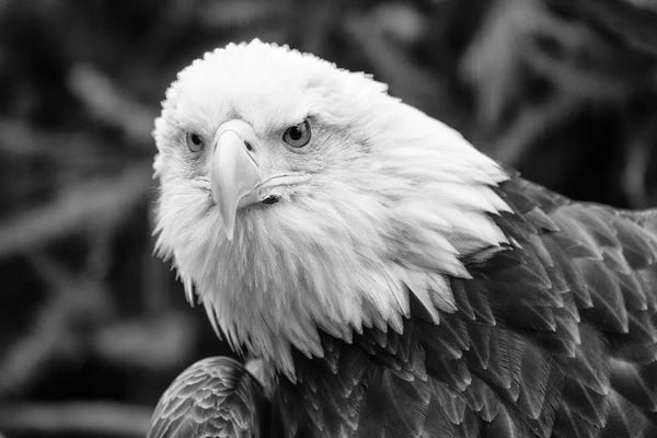 David Gardiner: Eager Eagle by David Gardiner