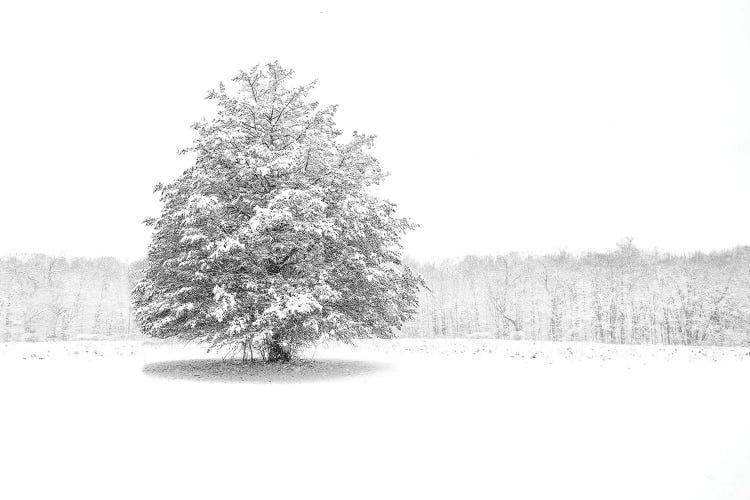 Standing Strong by David Gardiner wall art