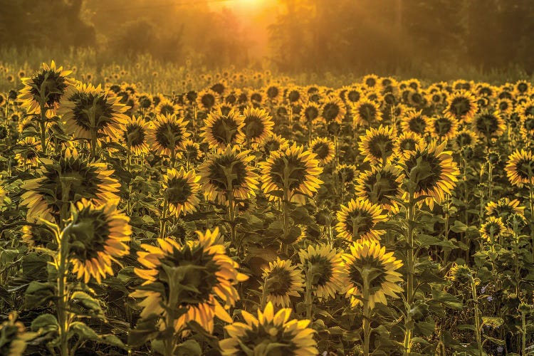 Sun Worshipers