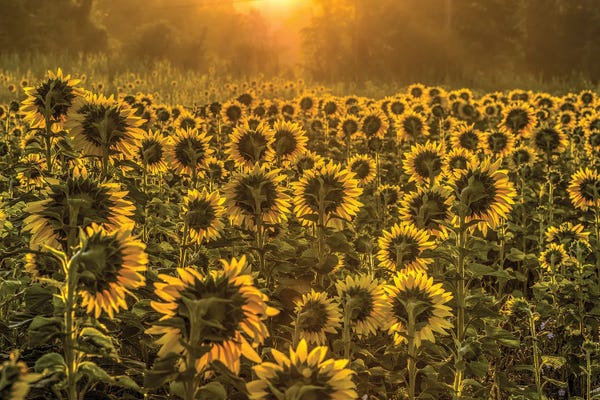 Sun Worshipers