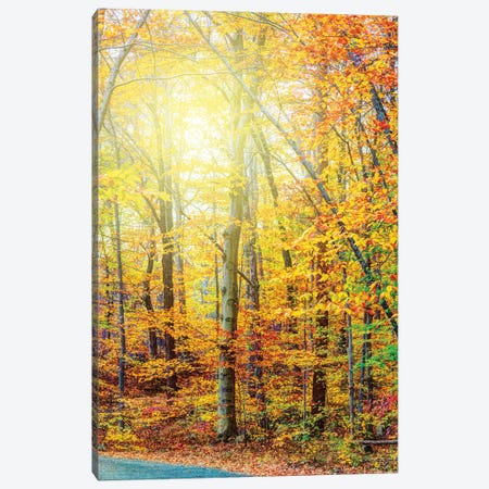 Sunlit Fall Canvas Print #DVG278} by David Gardiner Art Print