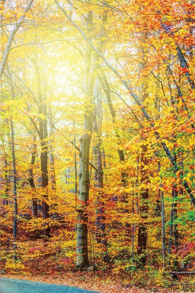 David Gardiner: Sunlit Fall by David Gardiner