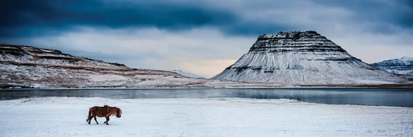 David Gardiner: The Trek by David Gardiner