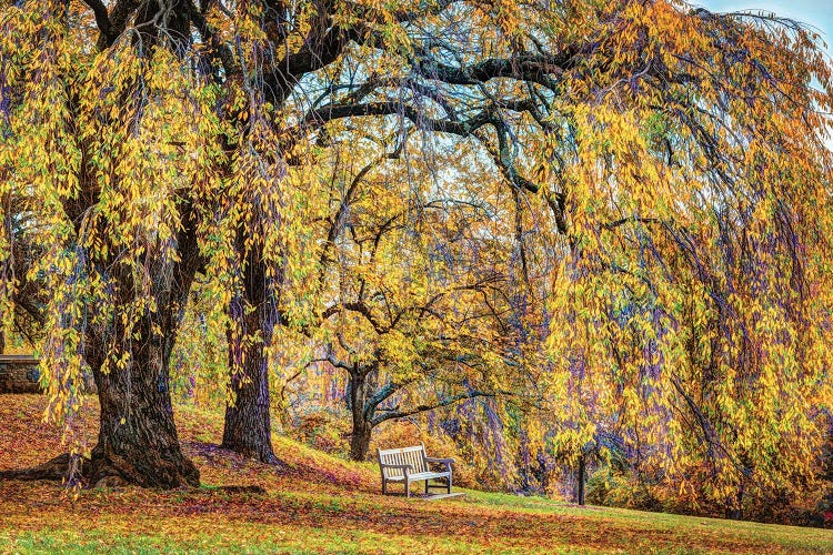 Willow Bench by David Gardiner wall art