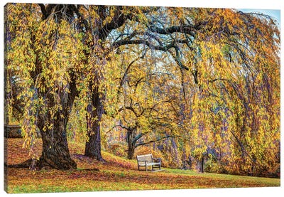 Willow Bench Canvas Art Print - Willow Trees