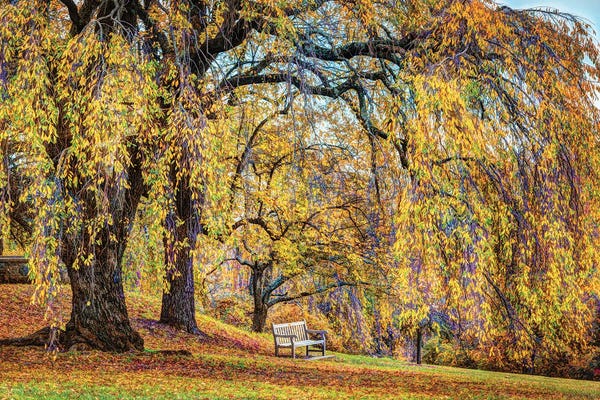 Willow Trees