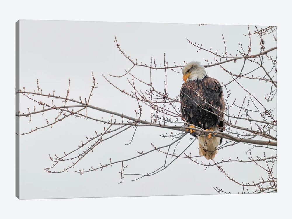 Eagle Perch II by David Gardiner 1-piece Canvas Print