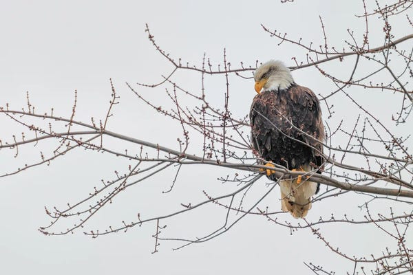 David Gardiner: Eagle Perch II by David Gardiner