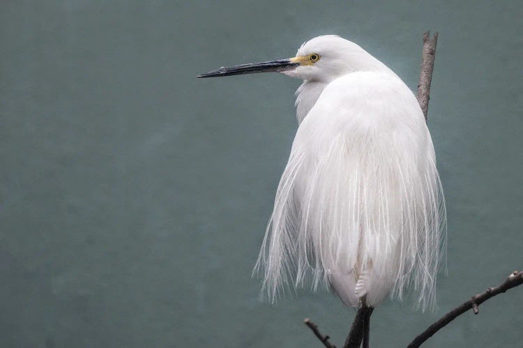 Egret