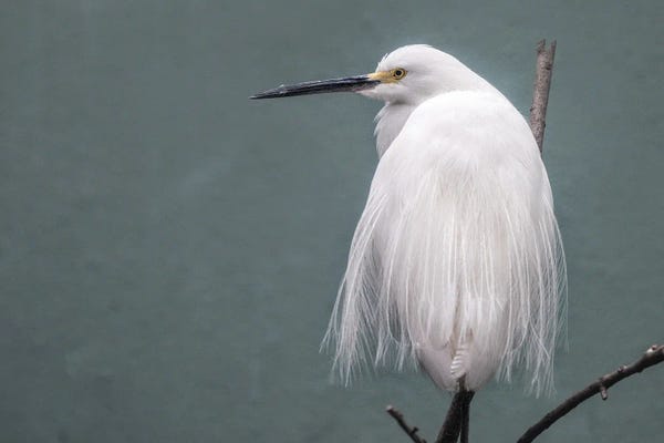 Egrets: Egret by David Gardiner