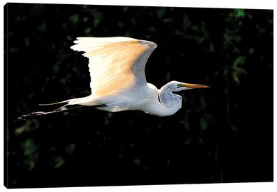 Egret Flight Canvas Art Print - Egret Art