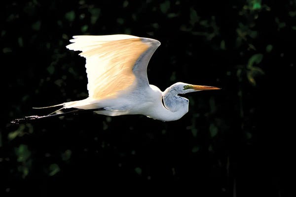 Egrets: Egret Flight by David Gardiner