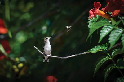 Excuse Me! by David Gardiner framed canvas print