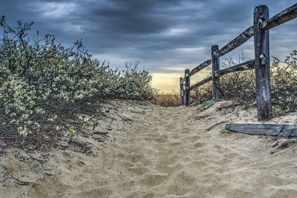 David Gardiner: Beach Path by David Gardiner