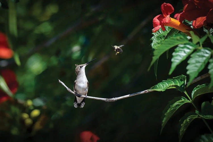 Excuse Me! by David Gardiner wall art