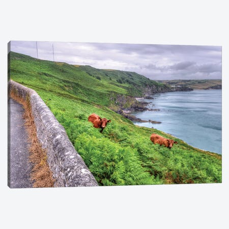 Coastal Cows Canvas Print #DVG347} by David Gardiner Canvas Art
