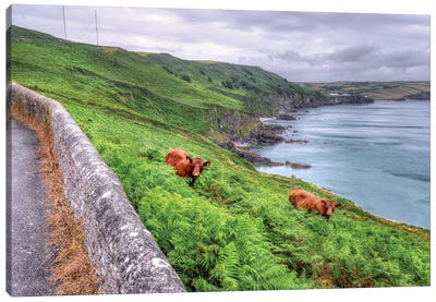 Coastal Cows Canvas Art Print - David Gardiner