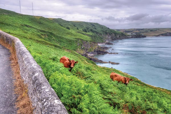 David Gardiner: Coastal Cows by David Gardiner
