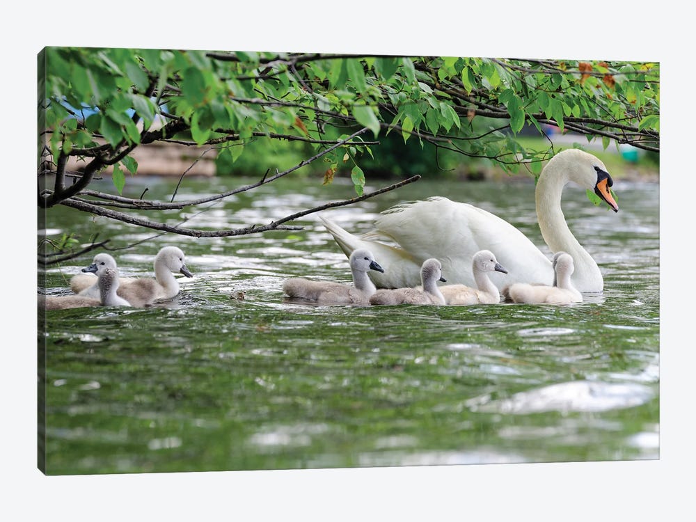 Family Float by David Gardiner 1-piece Canvas Print