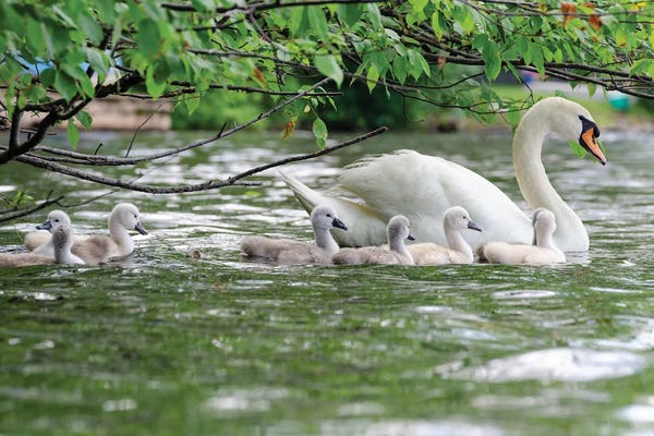 David Gardiner: Family Float by David Gardiner