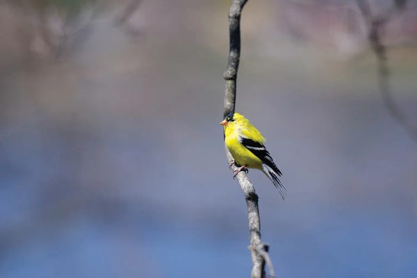 Goldfinch in Blue