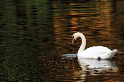 Autumn Reflections by David Gardiner framed canvas print