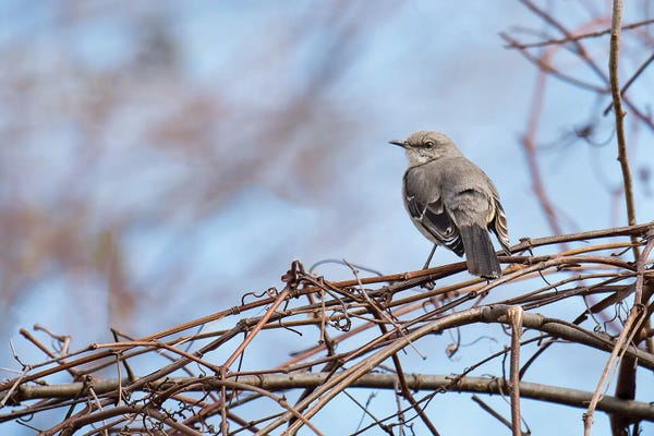 David Gardiner: Grey & Blue by David Gardiner