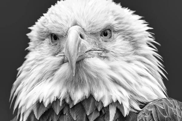 David Gardiner: I See You! by David Gardiner