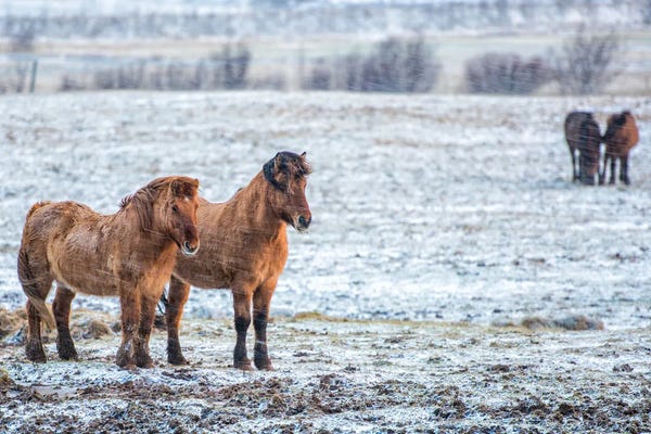 David Gardiner: Iceland Pair by David Gardiner