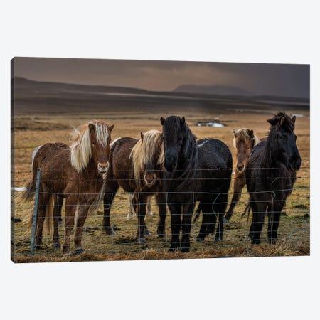 Icelandic Ponies Canvas Print #DVG45} by David Gardiner Canvas Artwork