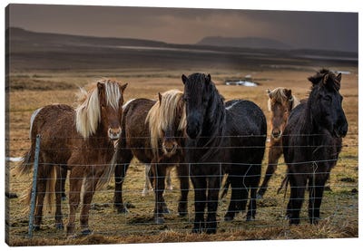 Icelandic Ponies Canvas Art Print - David Gardiner