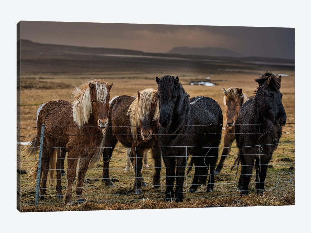 Icelandic Ponies by David Gardiner 1-piece Canvas Print