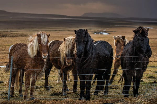 Iceland: Icelandic Ponies by David Gardiner