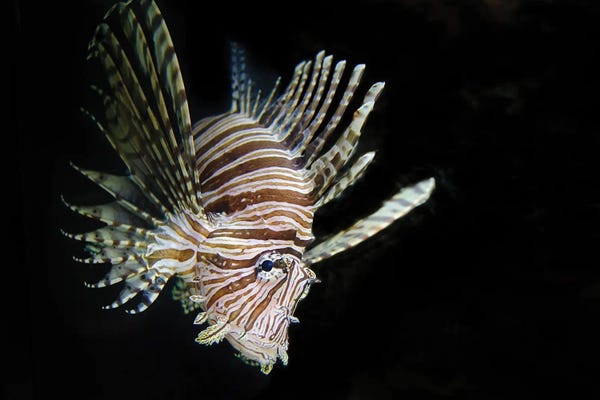 Lion Fish: In the Dark by David Gardiner