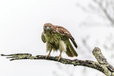 Intense by David Gardiner framed canvas print