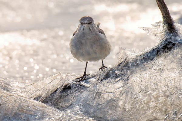 David Gardiner: Jay on Ice by David Gardiner