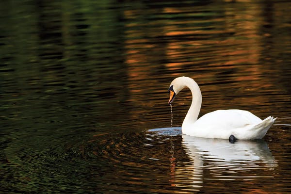 David Gardiner: Autumn Reflections by David Gardiner