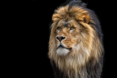 Majestic by David Gardiner framed canvas print