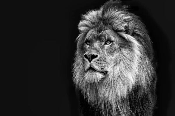 Lions: Majestic in Black & White by David Gardiner