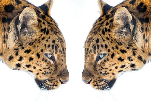 Cheetahs: Mirrored by David Gardiner