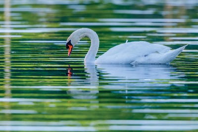 Morning Reflection by David Gardiner framed canvas print