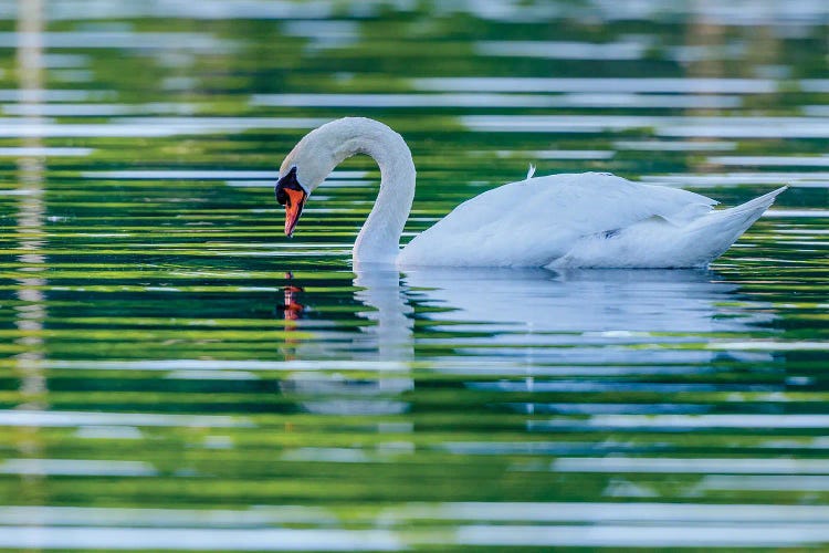 Morning Reflection