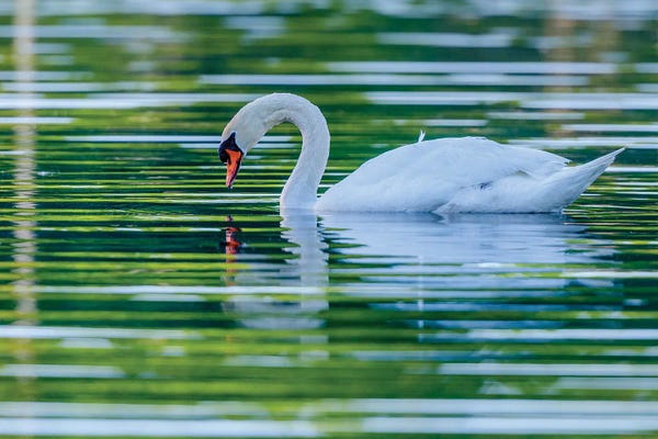 Morning Reflection