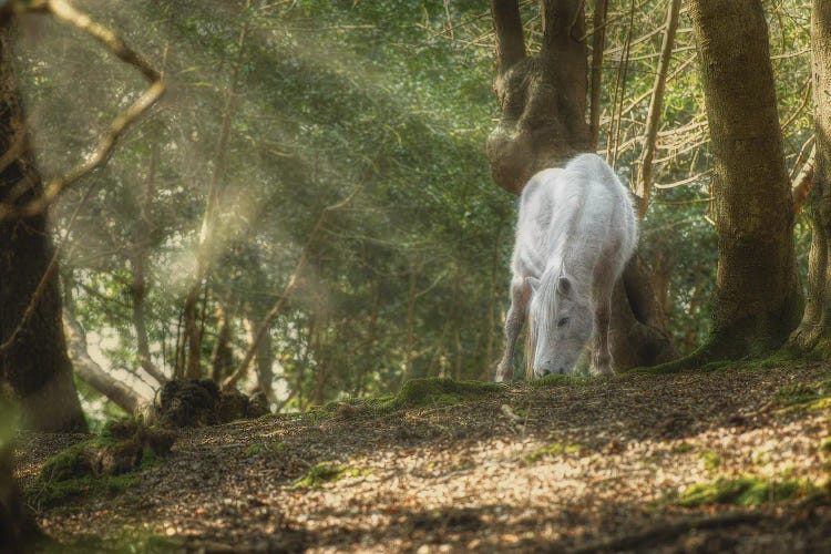 Mystical Pony