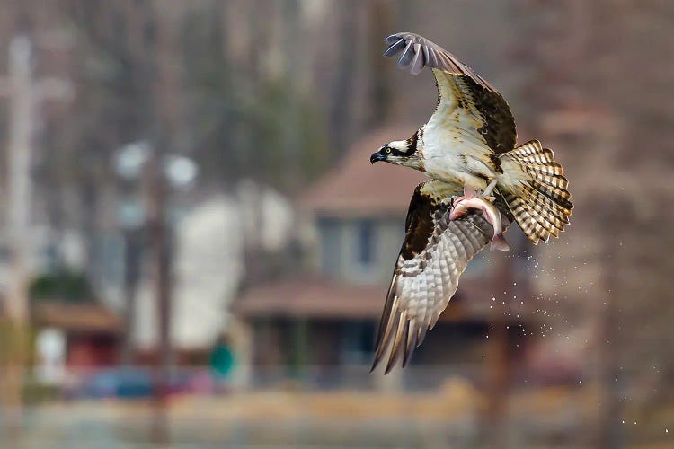 Osprey