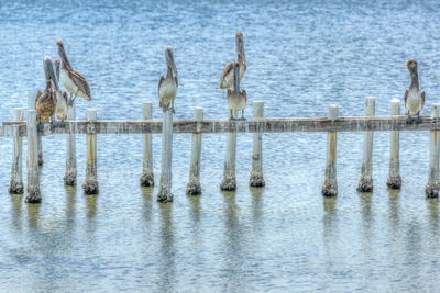 Pelican Pier by David Gardiner art print