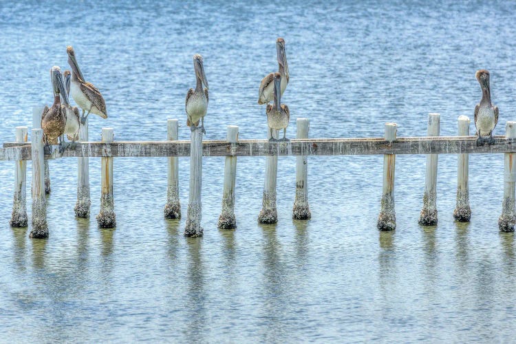 Pelican Pier